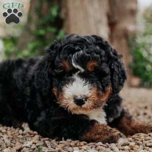 Tito, Mini Bernedoodle Puppy