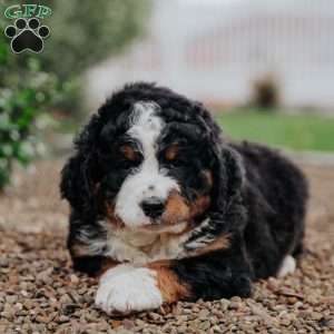 Tori, Mini Bernedoodle Puppy