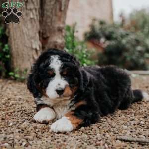 Tori, Mini Bernedoodle Puppy