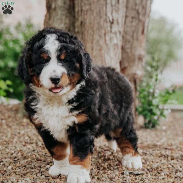 Tori, Mini Bernedoodle Puppy