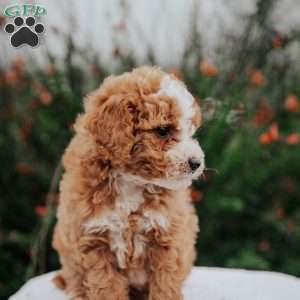 Tori, Miniature Poodle Mix Puppy