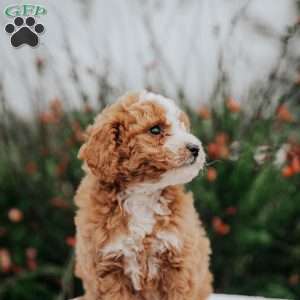 Tori, Miniature Poodle Mix Puppy