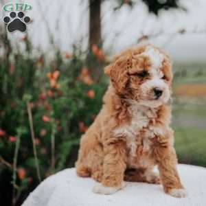 Tori, Miniature Poodle Mix Puppy