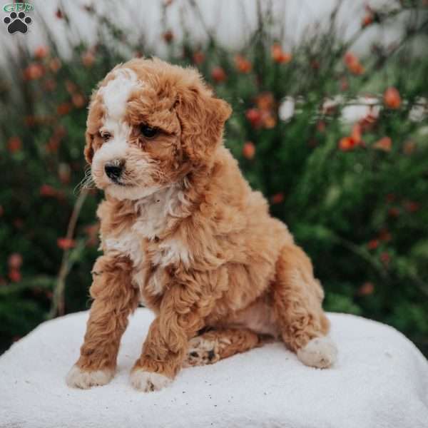 Tori, Miniature Poodle Mix Puppy