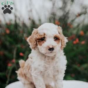 Tuna, Miniature Poodle Mix Puppy