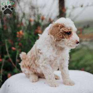 Tuna, Miniature Poodle Mix Puppy