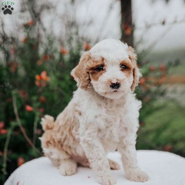 Tuna, Miniature Poodle Mix Puppy