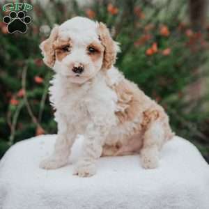 Tuna, Miniature Poodle Mix Puppy