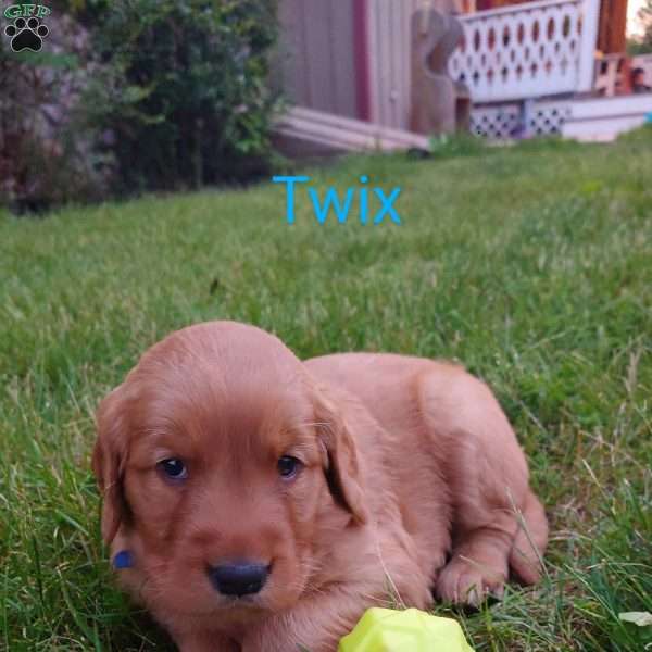 Twix, Golden Retriever Puppy