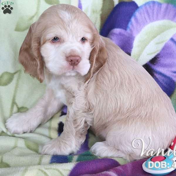 Vanilla, Cocker Spaniel Puppy