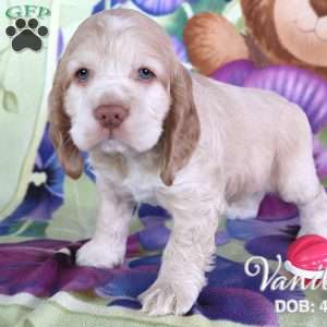Vanilla, Cocker Spaniel Puppy
