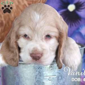 Vanilla, Cocker Spaniel Puppy