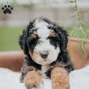 Vernon, Mini Bernedoodle Puppy