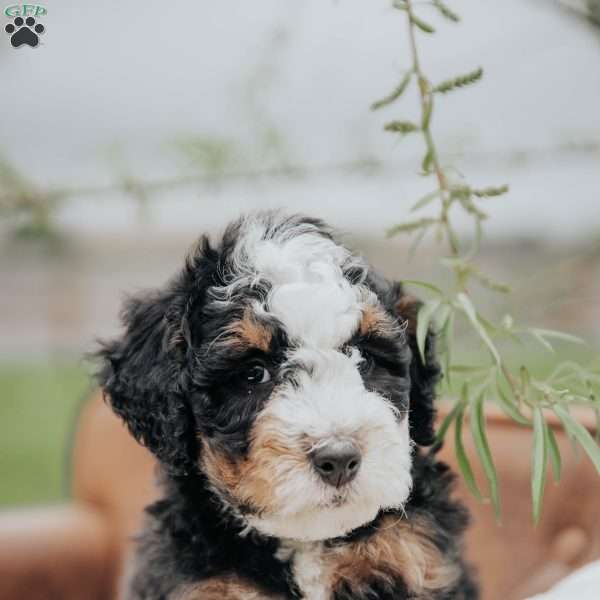 Vernon, Mini Bernedoodle Puppy