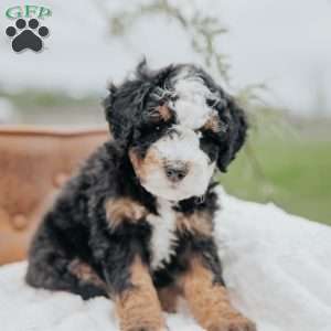 Vernon, Mini Bernedoodle Puppy