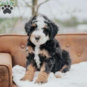Vernon, Mini Bernedoodle Puppy