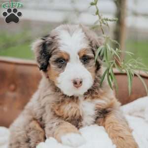 Vick, Mini Bernedoodle Puppy