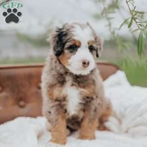 Vick, Mini Bernedoodle Puppy