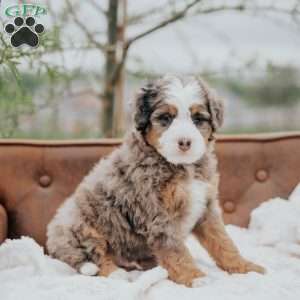Vick, Mini Bernedoodle Puppy