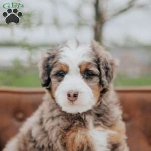 Vick, Mini Bernedoodle Puppy