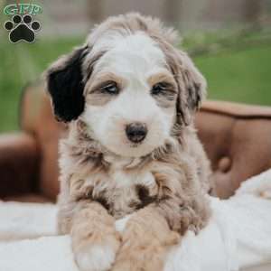 Victor, Mini Bernedoodle Puppy