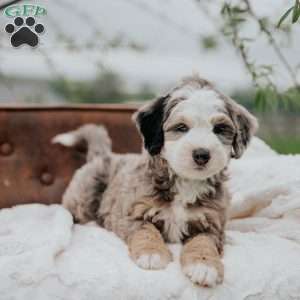 Victor, Mini Bernedoodle Puppy