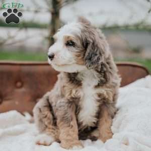 Victor, Mini Bernedoodle Puppy