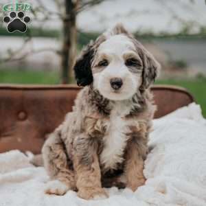 Victor, Mini Bernedoodle Puppy