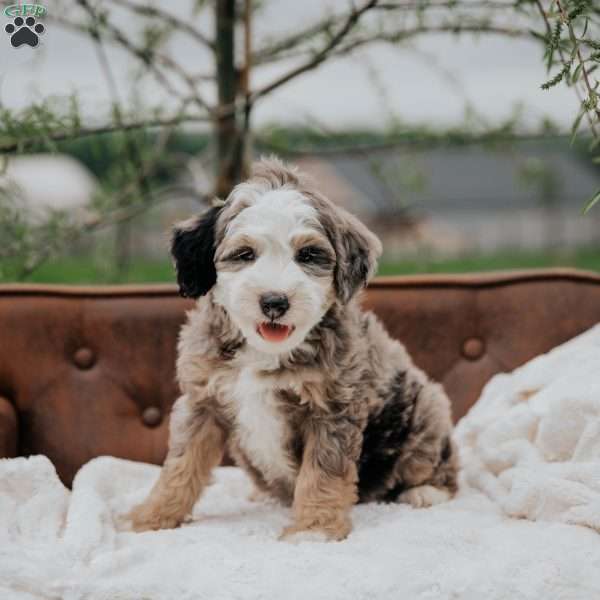 Victor, Mini Bernedoodle Puppy
