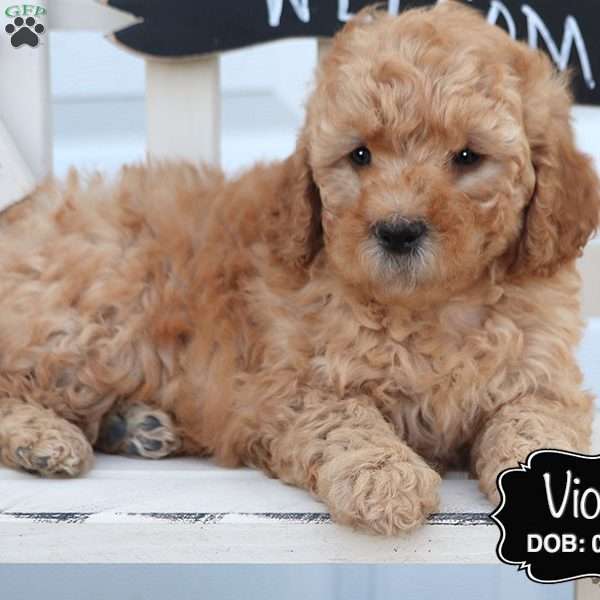 Violet, Cockapoo Puppy