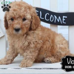 Violet, Cockapoo Puppy