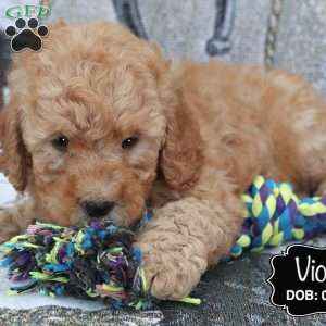 Violet, Cockapoo Puppy