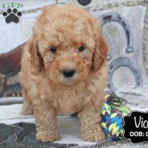 Violet, Cockapoo Puppy