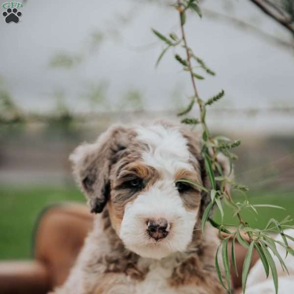 Volpe, Mini Bernedoodle Puppy