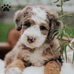 Volpe, Mini Bernedoodle Puppy