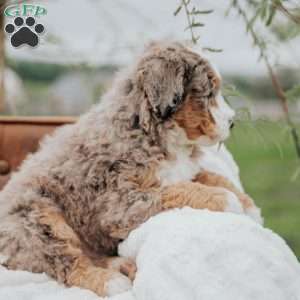 Volpe, Mini Bernedoodle Puppy