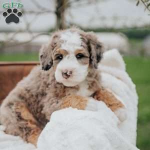 Volpe, Mini Bernedoodle Puppy