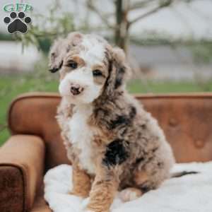 Volpe, Mini Bernedoodle Puppy