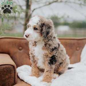 Volpe, Mini Bernedoodle Puppy