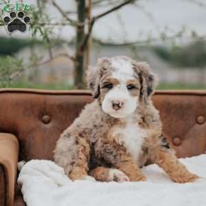 Volpe, Mini Bernedoodle Puppy