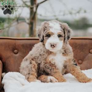 Volpe, Mini Bernedoodle Puppy