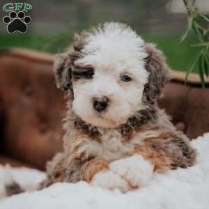 Volt, Mini Bernedoodle Puppy