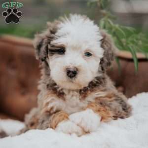 Volt, Mini Bernedoodle Puppy
