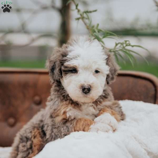 Volt, Mini Bernedoodle Puppy