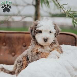 Volt, Mini Bernedoodle Puppy