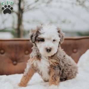 Volt, Mini Bernedoodle Puppy