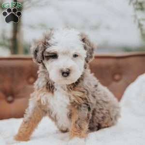 Volt, Mini Bernedoodle Puppy