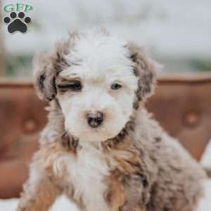 Volt, Mini Bernedoodle Puppy