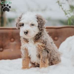 Volt, Mini Bernedoodle Puppy