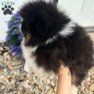 Little Leo, Pomeranian Puppy